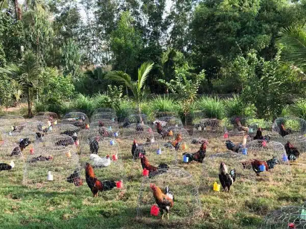 +100 Mẫu Thiết kế Chuồng Gà Đơn Giản Đẹp năm 2024 81 99 mẫu chuồng gà đơn giản, khoa học, đẹp và tiết kiệm chi phí.