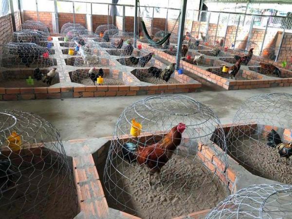 +100 Mẫu Thiết kế Chuồng Gà Đơn Giản Đẹp năm 2024 82 99 mẫu chuồng gà đơn giản, khoa học, đẹp và tiết kiệm chi phí.