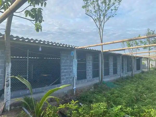 +100 Mẫu Thiết kế Chuồng Gà Đơn Giản Đẹp năm 2024 86 99 mẫu chuồng gà đơn giản, khoa học, đẹp và tiết kiệm chi phí.