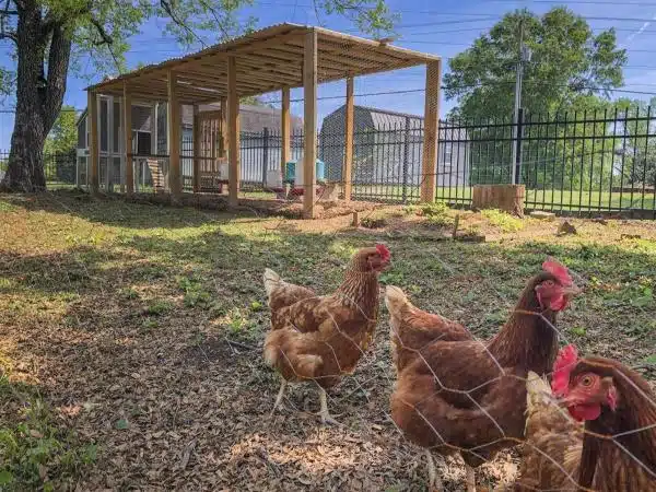 +100 Mẫu Thiết kế Chuồng Gà Đơn Giản Đẹp năm 2024 89 99 mẫu chuồng gà đơn giản, khoa học, đẹp và tiết kiệm chi phí.