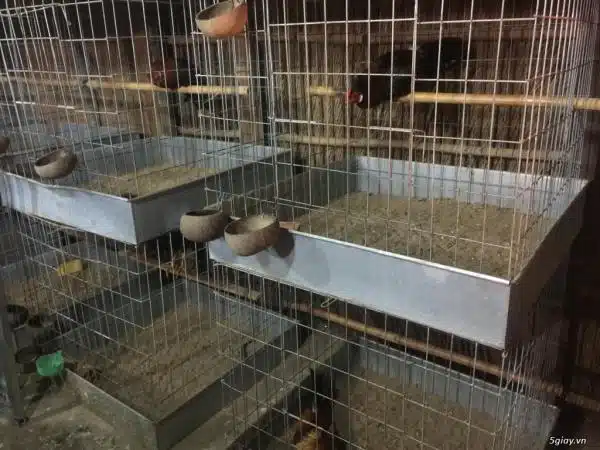 +100 Mẫu Thiết kế Chuồng Gà Đơn Giản Đẹp năm 2024 90 99 mẫu chuồng gà đơn giản, khoa học, đẹp và tiết kiệm chi phí.