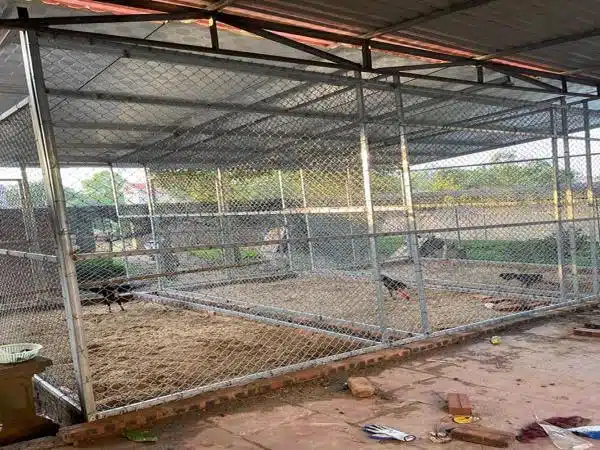 +100 Mẫu Thiết kế Chuồng Gà Đơn Giản Đẹp năm 2024 50 99 mẫu chuồng gà đơn giản, khoa học, đẹp và tiết kiệm chi phí.