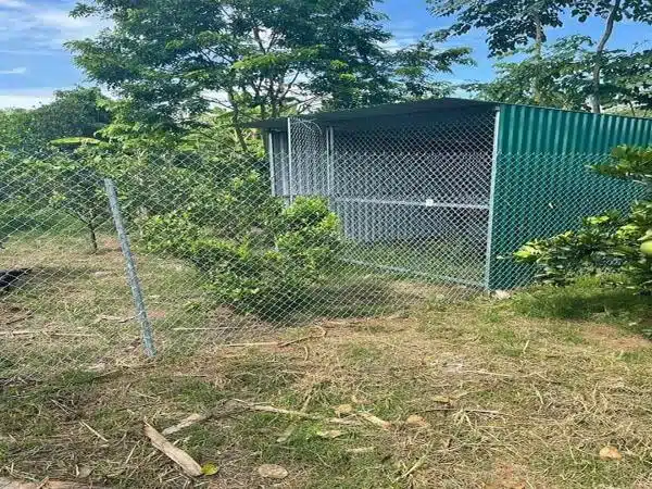 +100 Mẫu Thiết kế Chuồng Gà Đơn Giản Đẹp năm 2024 52 99 mẫu chuồng gà đơn giản, khoa học, đẹp và tiết kiệm chi phí.