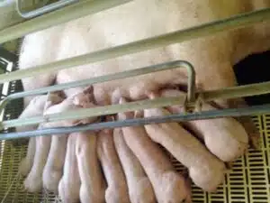 Chu kỳ, hệ số lứa đẻ và ảnh hưởng của nó đến năng suất heo nái