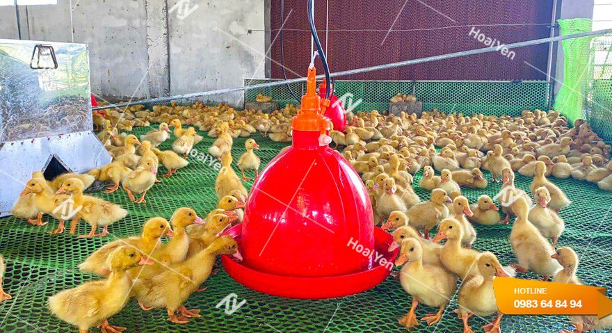 Máng nước cho gà tự động giá luôn rẻ, Giao hàng tận nơi 1 Xung quanh trại gà sạch sẽ và thoáng mát, không bị ẩm ướt nhờ lắp đặt hệ thống uống nước tự động