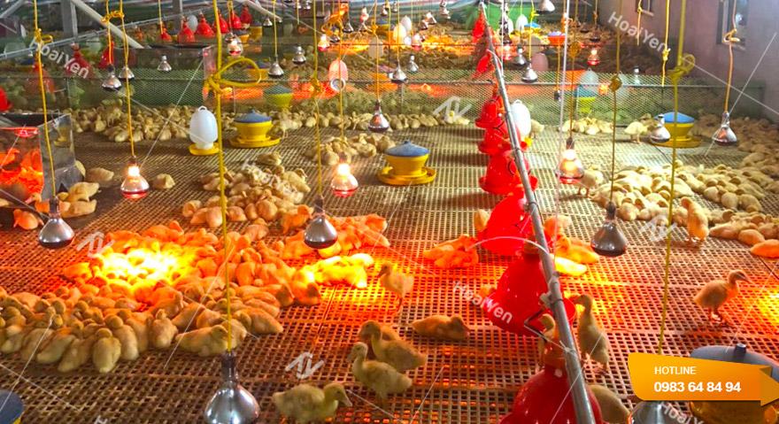 Máng nước cho gà tự động giá luôn rẻ, Giao hàng tận nơi 2 Hệ thống máng uống nước tự động giúp giữ vệ sinh chuồng trại sạch sẽ