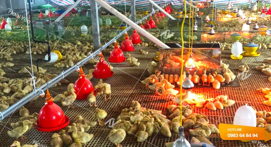 Máng nước cho gà tự động giá luôn rẻ, Giao hàng tận nơi 3 Hệ thống máng uống tiện lợi cho gà do Hoài Yến thi công lắp đặt