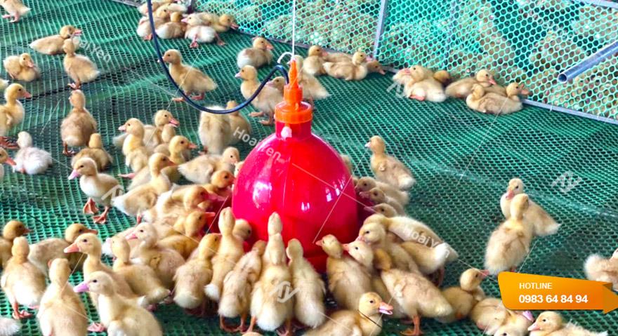 Máng nước cho gà tự động giá luôn rẻ, Giao hàng tận nơi 4 Chuồng trại sạch sẽ giúp đàn gà của bà con mau lớn và tránh được nhiều bệnh tật