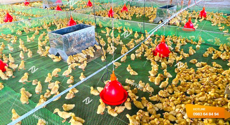 Máng nước cho gà tự động giá luôn rẻ, Giao hàng tận nơi 5 Hình ảnh thực tế khi trang trại lắp đặt máng uống nước cho gà