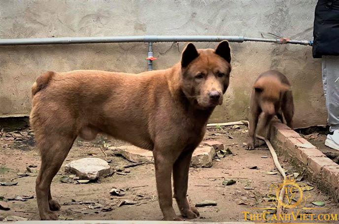 Chó H'mông cộc - Loài quốc khuyển của Việt Nam 1 Cho H
