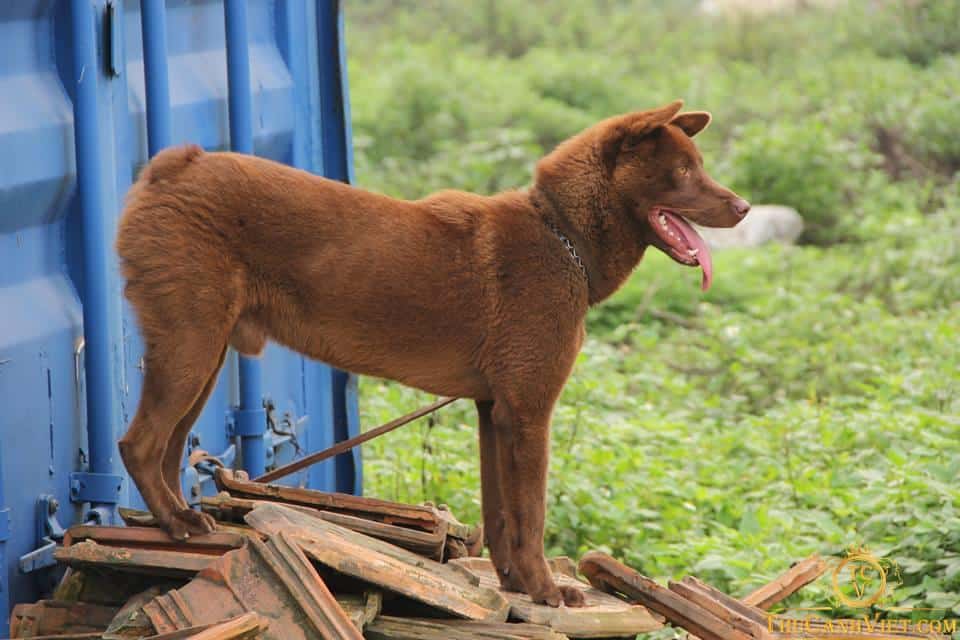 Chó H'mông cộc - Loài quốc khuyển của Việt Nam 5 Chó Mông Cộc giống chó bản xưa của dân tộc H’mông