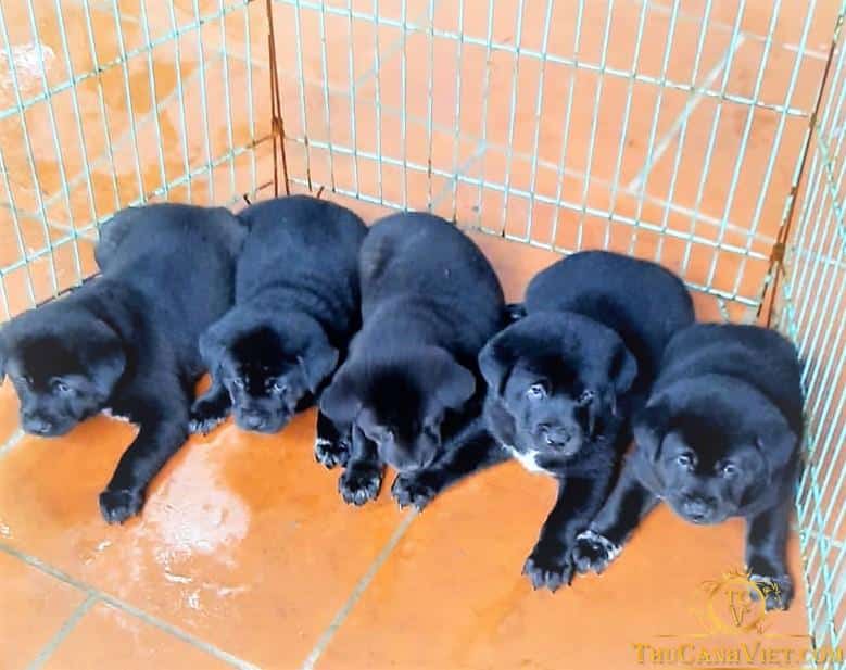 Chó H'mông cộc - Loài quốc khuyển của Việt Nam 9 Đàn chó Mông Cộc đen con 2 tháng tuổi