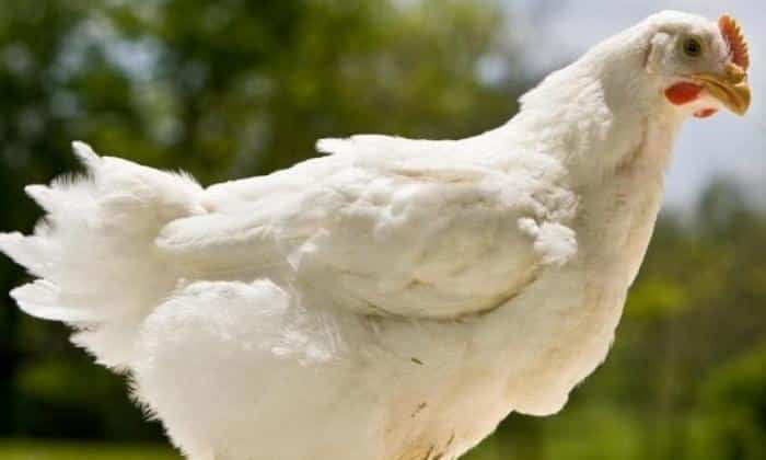 Gà Mỹ Trắng Là Gà Gì? Đặc Điểm & Cách Chọn Mua Gà Chuẩn 1 Gà Mỹ lông trắng