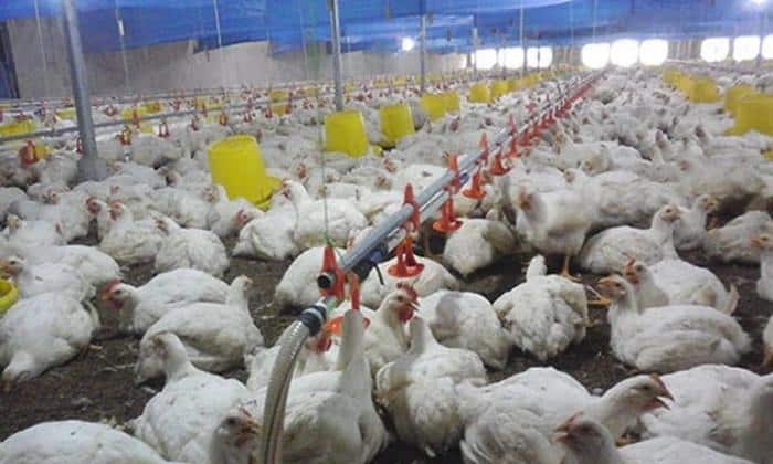 Gà Mỹ Trắng Là Gà Gì? Đặc Điểm & Cách Chọn Mua Gà Chuẩn 2 Gà Mỹ lông trắng