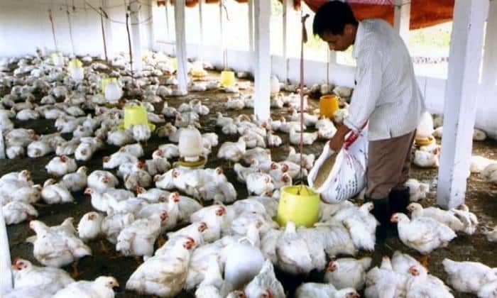 Gà Mỹ Trắng Là Gà Gì? Đặc Điểm & Cách Chọn Mua Gà Chuẩn 3 Gà Mỹ lông trắng