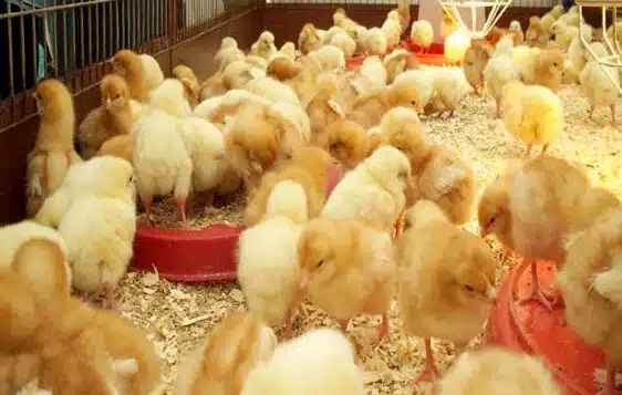 Mất Nước ở Gà Con - Nguyên Nhân và Biện Pháp Xử Lý 2 ga-con-mat-nuoc