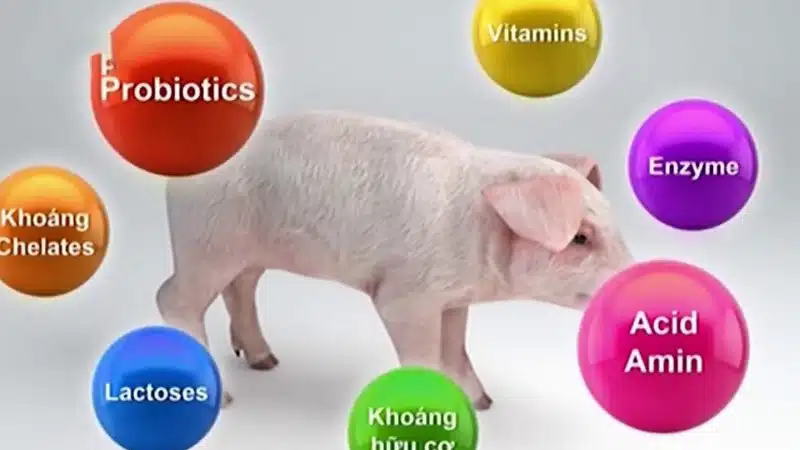 Kháng sinh trong chăn nuôi vừa là "liều thuốc" vừa là "con dao hai lưỡi" trong chăn nuôi 3 Kháng sinh trong chăn nuôi