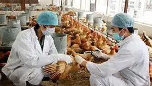 Kháng sinh trong chăn nuôi