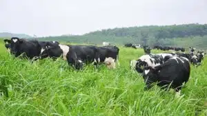 Chăn nuôi bò sữa