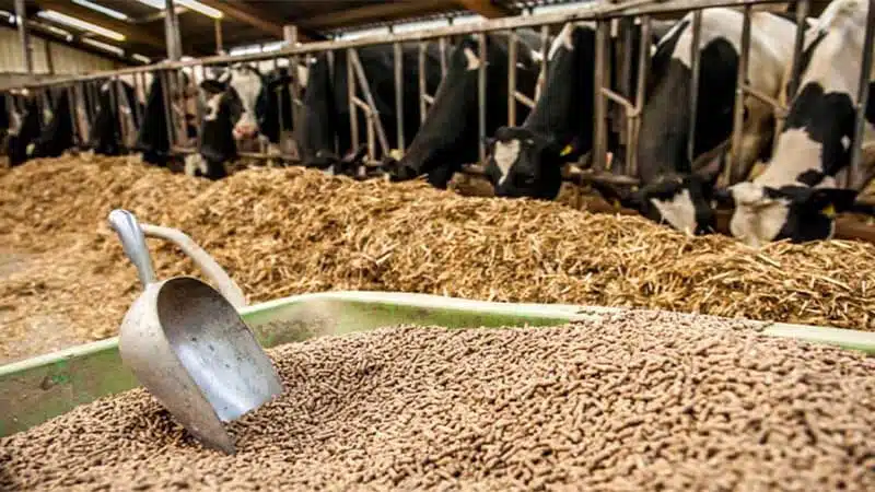 Chăn nuôi bò sữa hướng đi mới cho nông nghiệp Việt Nam 6 may ep thuc an
