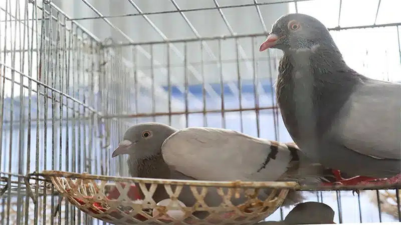 Những mô hình chăn nuôi hiệu quả cho người nông dân 9 nuoi bo cau lay thit