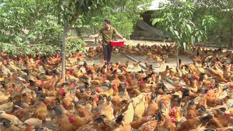 Hình ảnh nuôi gà thả vườn