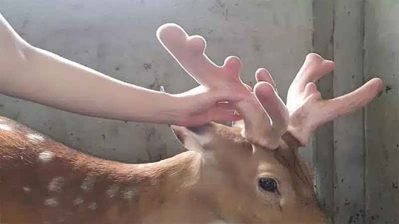 Những mô hình chăn nuôi hiệu quả cho người nông dân 14 nuoi huu lay nhung