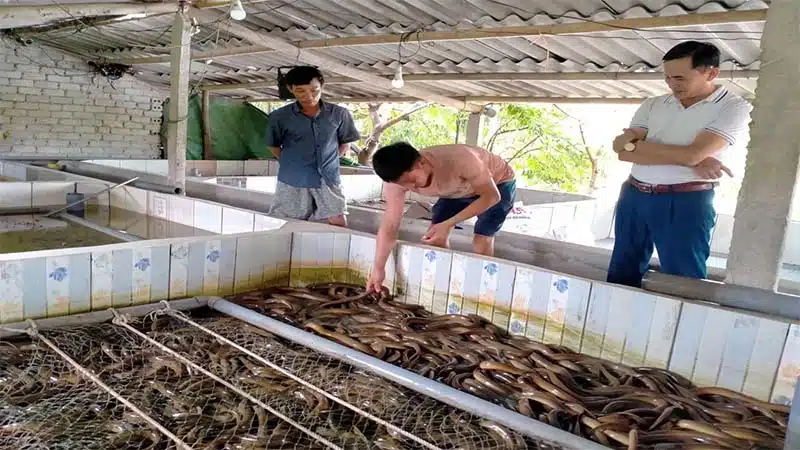 Những mô hình chăn nuôi hiệu quả cho người nông dân 15 nuoi luon trong be xi mang