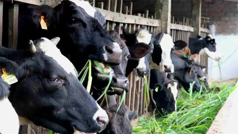 Chế độ ăn cho bò