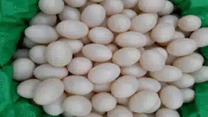 Hình ảnh trứng bồ câu