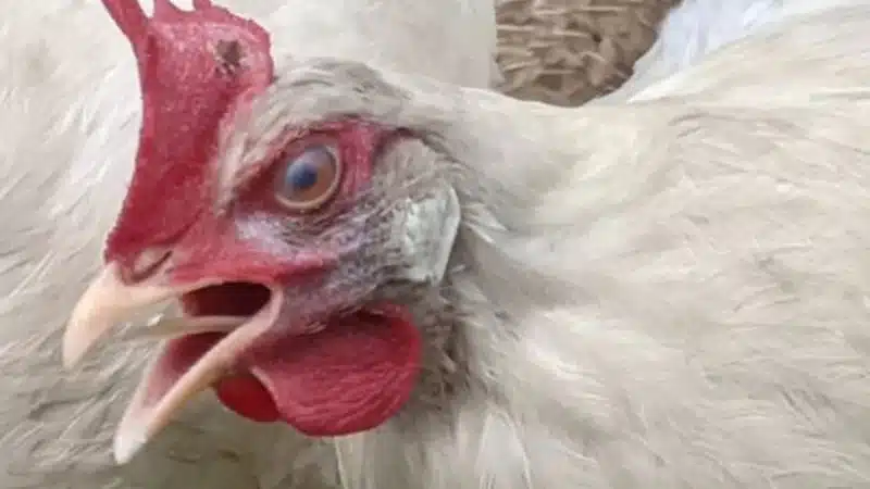 Bệnh ib trên gà và cách điều trị 6 Bệnh ib trên gà và cách điều trị