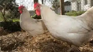 Bệnh ib trên gà và cách điều trị