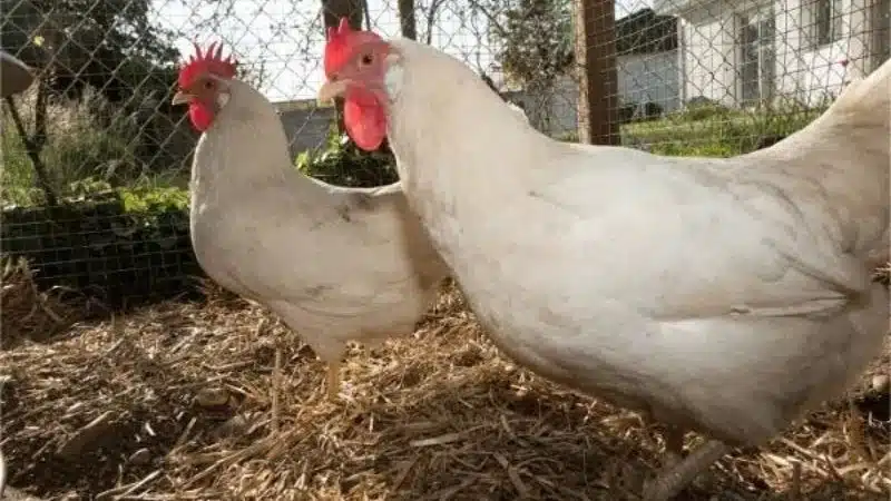 Bệnh ib trên gà và cách điều trị 5 Bệnh ib trên gà và cách điều trị