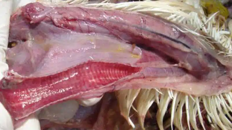 Bệnh ib trên gà và cách điều trị 4 Bệnh ib trên gà và cách điều trị