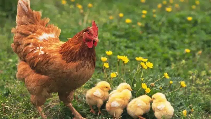 bệnh ort trên gà