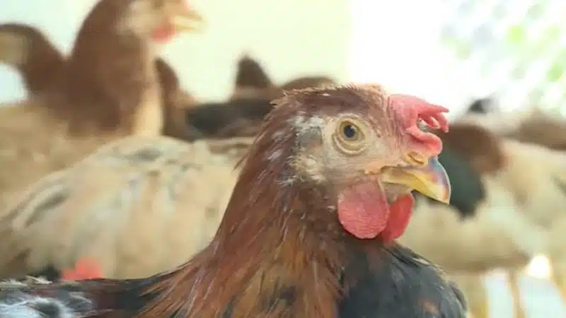 bệnh ort trên gà