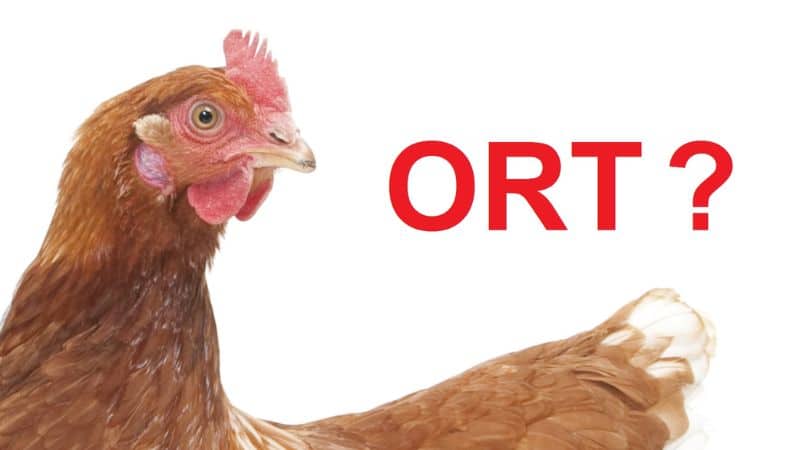 bệnh ort trên gà