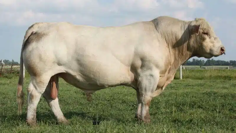 bò charolais