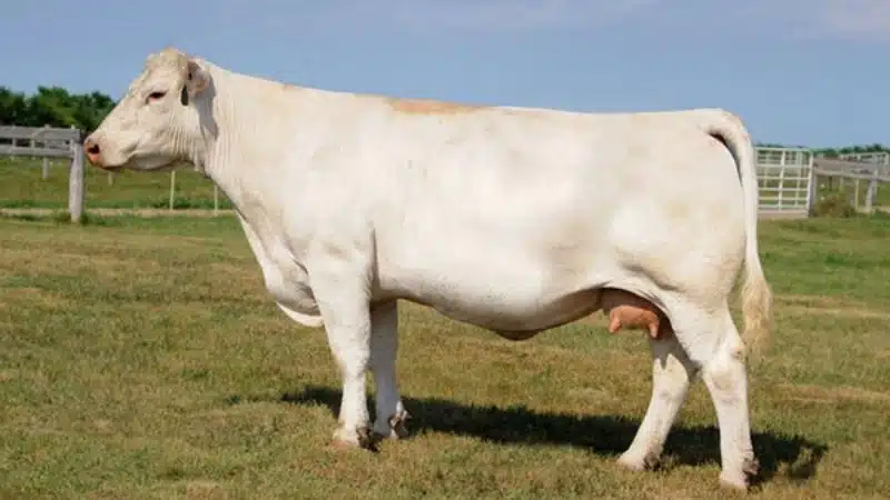 bò charolais
