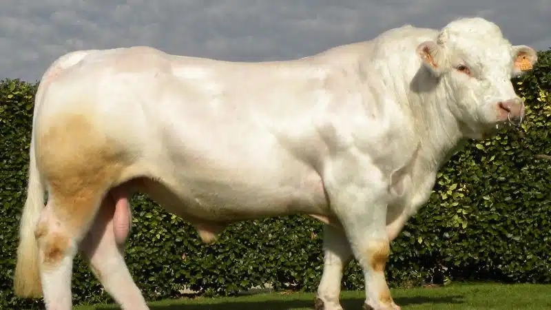 Bò Charolais - bò pháp kem sinh sản chất lượng cao 7 bò charolais