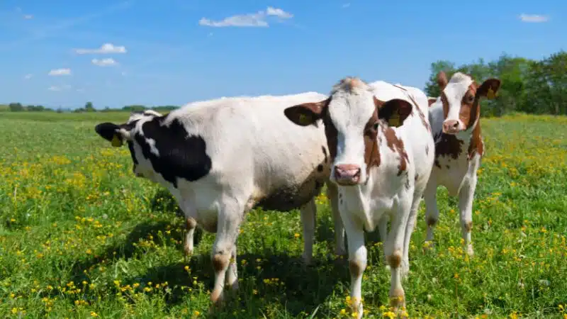 Bò sữa hà lan: nguồn gốc, đặc điểm và sử dụng sữa