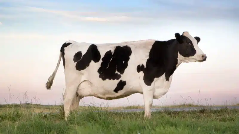 Bò sữa hà lan: nguồn gốc, đặc điểm và sử dụng sữa