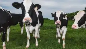 Bò sữa hà lan: nguồn gốc, đặc điểm và sử dụng sữa