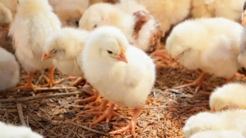 Cách chăm sóc gà con mới nở khỏe mạnh và nhanh lớn 4 Cách chăm sóc gà con mới nở khỏe mạnh và nhanh lớn