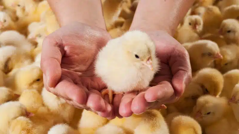 Cách chăm sóc gà con mới nở khỏe mạnh và nhanh lớn 5 Cách chăm sóc gà con mới nở khỏe mạnh và nhanh lớn