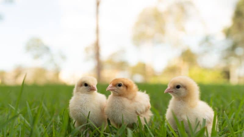 Cách chăm sóc gà con mới nở khỏe mạnh và nhanh lớn