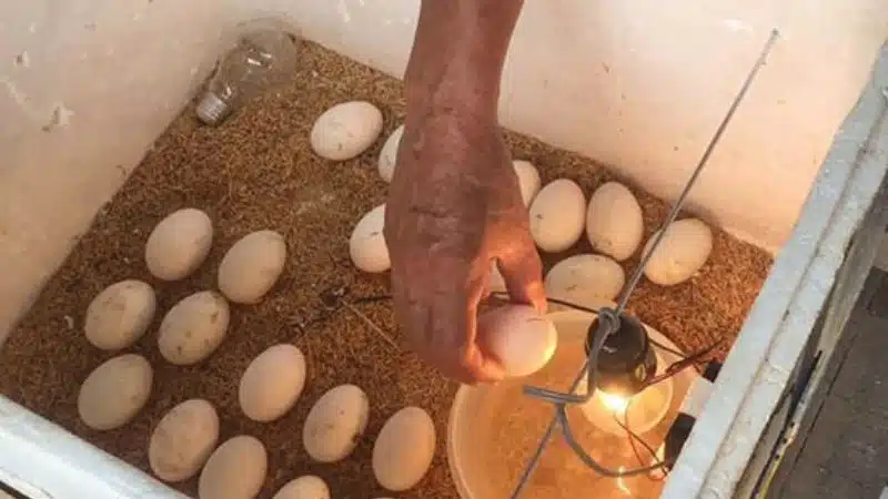 Cách điều chỉnh nhiệt độ máy ấp trứng đúng kỹ thuật