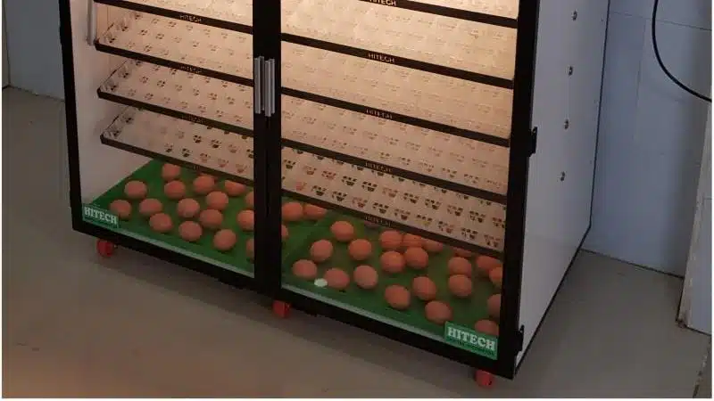 Cách điều chỉnh nhiệt độ máy ấp trứng đúng kỹ thuật