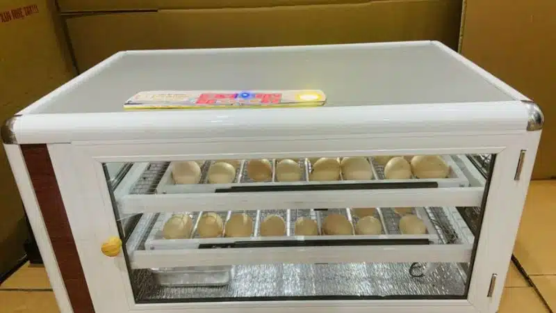 Cách điều chỉnh nhiệt độ máy ấp trứng đúng kỹ thuật