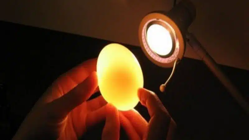 Cách soi trứng gà bằng đèn pin và điện thoại